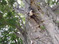 Der Affenbrotbaum Baobab